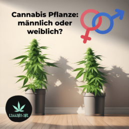 Cannabis männlich weiblich