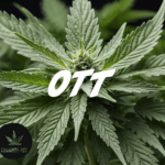 Ott droge