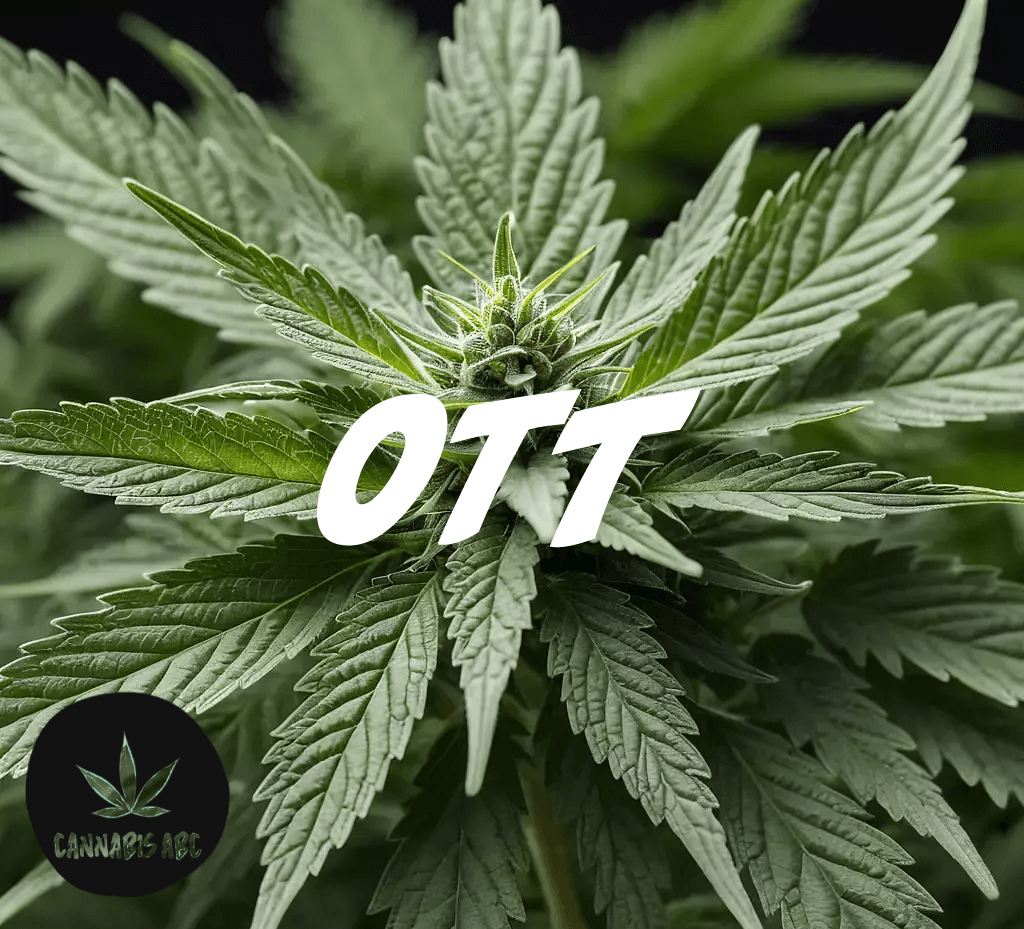 Ott droge