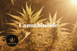 Cannabinoide