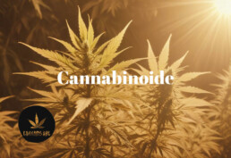 Cannabinoide