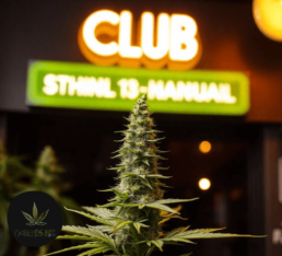 Cannabis Club Bonn